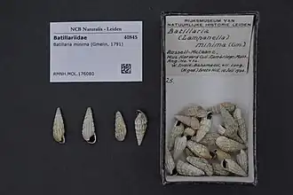 Lampanella minima.