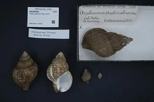 Priene scabrum