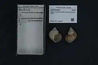 Recluzia jehennei