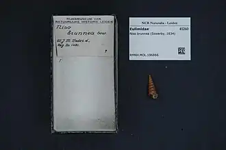 Niso brunnea