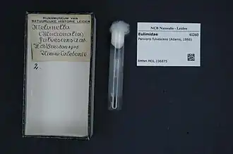 Parvioris fulvescens.