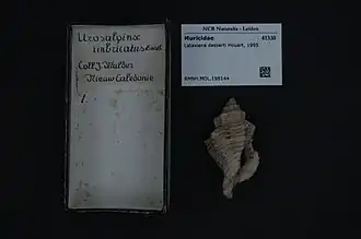 Lataxiena desserti.