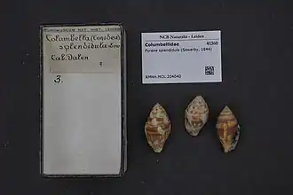 Pyrene splendidula