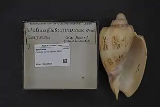 Cymbiola irvinae
