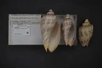 Cymbiola nivosa
