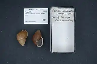 Description de l'image Naturalis Biodiversity Center - RMNH.MOL.265029 - Partula (Partula) guamensis (Pfeiffer, 1846) - Partulidae - Mollusc shell.jpeg.