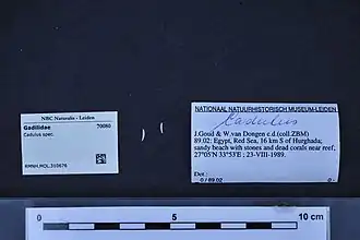 Description de l'image Naturalis Biodiversity Center - RMNH.MOL.310676 - Cadulus spec. - Gadilidae - Mollusc shell.jpeg.