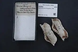 Arca navicularis