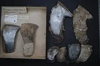 Isognomon isognomum