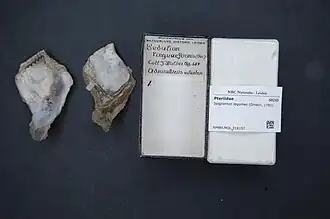 Isognomon legumen
