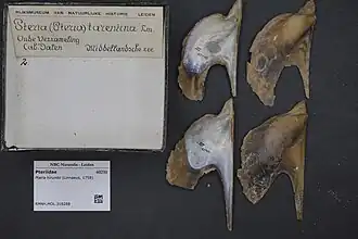 Pteria hirundo