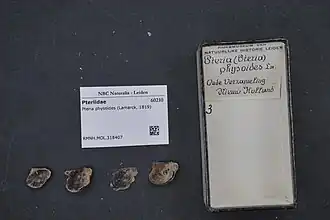 Pteria physoides
