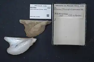 Pteria straminea