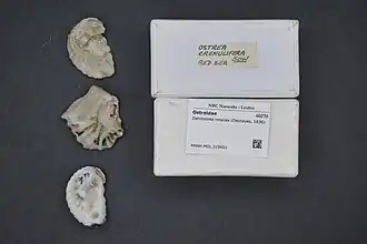 Dendostrea rosacea.
