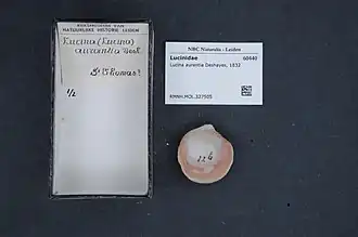 Description de l'image Naturalis Biodiversity Center - RMNH.MOL.327505 - Lucina aurantia Deshayes, 1832 - Lucinidae - Mollusc shell.jpeg.