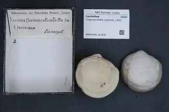 Linga columbella.