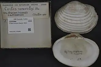 Fimbria soverbii.