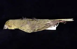 Description de l'image Naturalis Biodiversity Center - ZMA.AVES.14570 - Nesospiza wilkinsi wilkinsi Lowe, P.R. , 1923 - Emberizidae - skin specimen.jpeg.