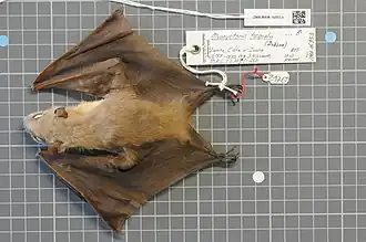 Description de l'image Naturalis Biodiversity Center - ZMA.MAM.16953.b dor - Myonycteris torquata - skin.jpeg.