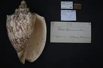 Cymbiola rossiniana