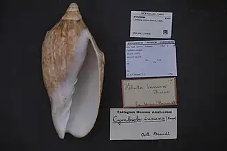 Cymbiola innexa