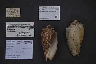 Cymbiola cymbiola