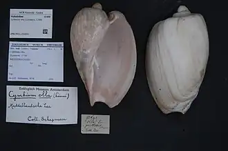 Cymbium olla.