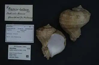 Rapana rapiformis.
