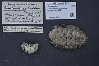 Acanthopleura vaillantii