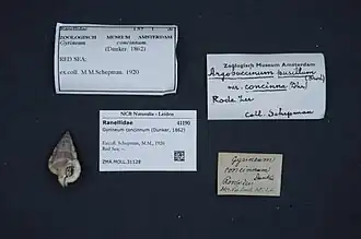 Gyrineum concinnum.