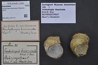 Trichotropis bicarinata.