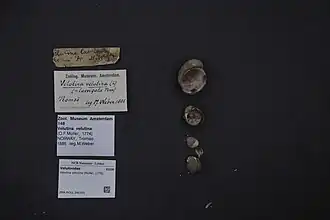 Coquilles de Velutina velutina
