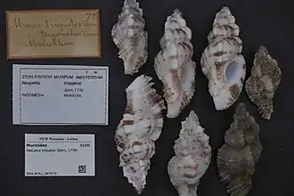 Naquetia triqueter.