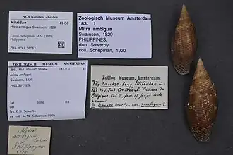 Mitra ambigua