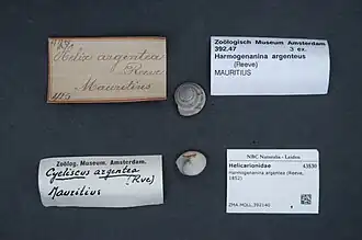 Description de l'image Naturalis Biodiversity Center - ZMA.MOLL.392140 - Harmogenanina argentea (Reeve, 1852) - Helicarionidae - Mollusc shell.jpeg.