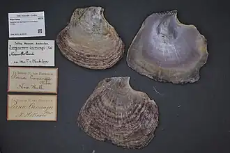 Isognomon ephippium