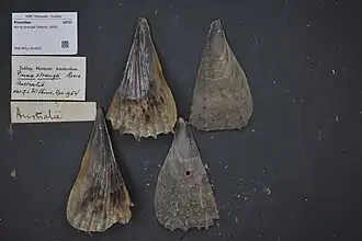 Atrina strangei