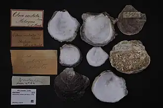Dendostrea cristata.