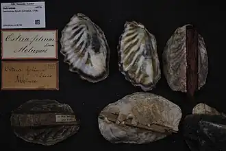 Dendostrea folium.