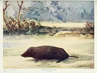 Description de l'image Nature neighbors (Plate 255) (6276961040).jpg.