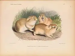 Ochotona dauurica