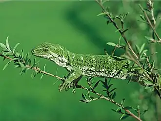 Description de l'image Naultinus manukanus by Rod Morris.jpg.