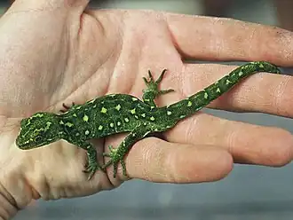 Description de l'image Naultinus tuberculatus by Graeme Loh.jpg.