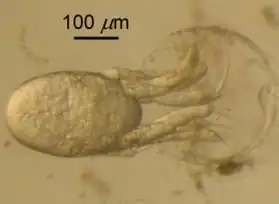 Nauplie de krill