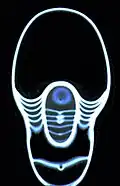 Image de nautile en scanographie axiale.