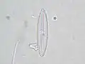 Navicula tripunctata.