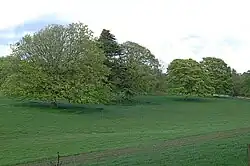 Près de Balcarres : arbres matures et une section de l'allée désaffectée menant à Balcarres House