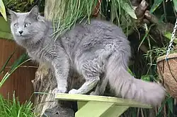 Aleksandr van Song de Chine, mâle nebelung