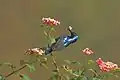 Mâle se nourrissant de nectar