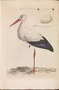 Cigogne